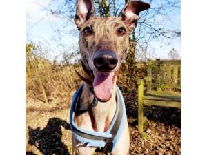 Rumba - Male Greyhound Photo