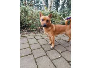 Singe - Male Terrier Cross Photo