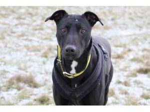 Sisi - Male Lurcher Photo