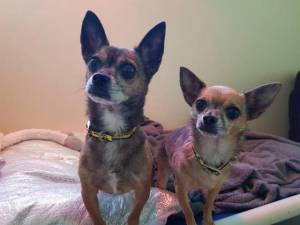 Teddy - Male Chihuahua: Short Hr Photo