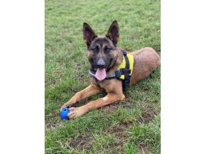 Thor - Male Belgian Shepherd Dog: Malinois (BSD) Photo