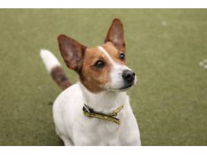 Trigger - Male Jack Russell Terrier (JRT) Photo