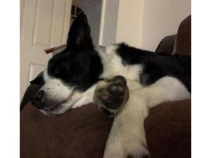 Romeo - Male Border Collie Photo