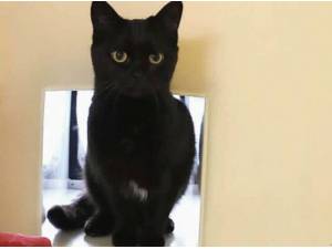 JANICE - Domestic Shorthair
crossbreed Photo