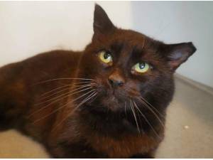 THUMPER - Domestic Shorthair
crossbreed Photo