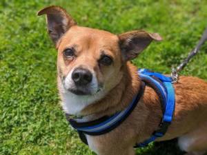 Billy - Male Terrier Cross Photo