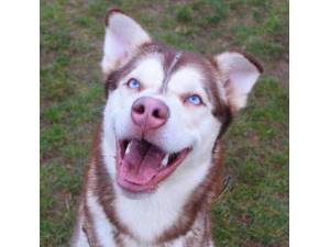 Forest - Male Siberian Husky Photo