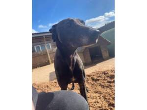 Jake - Male Lurcher Photo