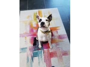 Mavis - Female Staffordshire Cross (SBT) Photo