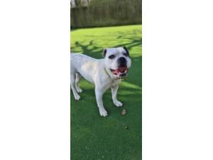 Rosco - Male American Bulldog Photo
