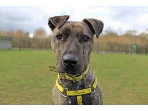 Sarah - Female Staffordshire Cross (SBT) Photo