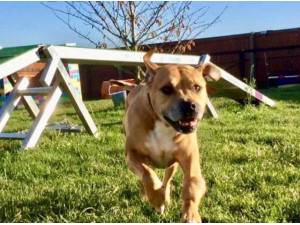 GIZZY - Staffordshire Bull Terrier Photo