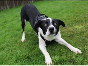 TOBY - Border Collie Photo