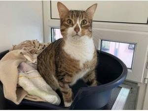 SHELDON AND KENTUCKY - Domestic Shorthair
crossbreed Photo