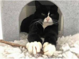 AMY - Domestic Shorthair Photo