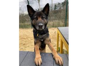 Bella Gsd - Female German Shepherd Dog (GSD / Alsatian) Photo