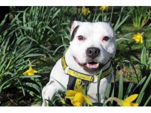 Bruno - Male Staffordshire Bull Terrier (SBT) Photo