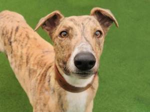 Healey - Male Greyhound Photo