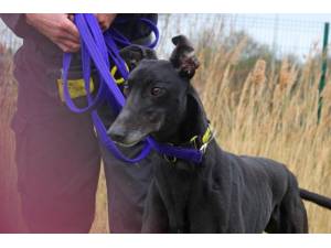 Maestro - Male Greyhound Photo