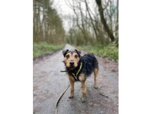Woofy - Male Patterdale Terrier Photo