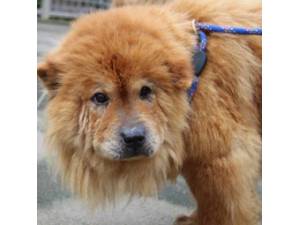 Hustle - Female Chow Chow Photo