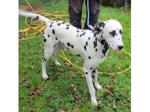 Paddy - Male Dalmatian Photo