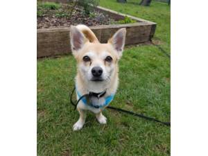 Sonny - Male Chihuahua Cross Photo