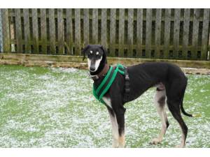 Juniper - Male Lurcher Photo