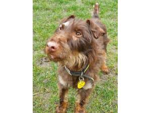 Bernard - Male Patterdale Terrier Photo