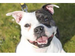 Brodie - Male Staffordshire Cross (SBT) Photo