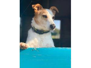 Cheeky - Male Terrier Cross Photo