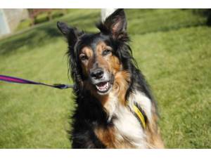 Jake - Male Collie Cross (Border) Photo