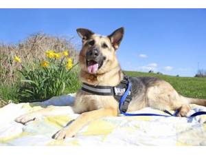 Kelly - Female German Shepherd Dog (GSD / Alsatian) Photo