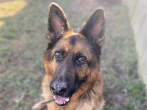 Milo - Male German Shepherd Dog (GSD / Alsatian) Photo