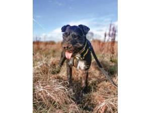 Nigel - Male Patterdale Terrier Photo