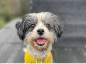 TINKA - Terrier Photo
