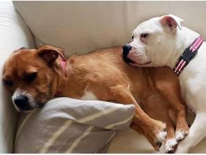 BONNIE - Staffordshire Bull Terrier Photo