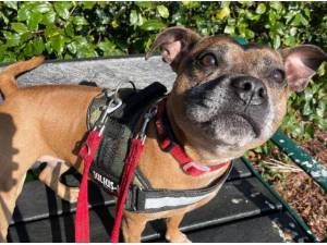 RED - Staffordshire Bull Terrier Photo