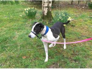 GEORGE - Lurcher Photo
