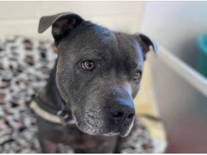 BLUE - Staffordshire Bull Terrier Photo