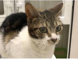 MABEL - Domestic Shorthair
crossbreed Photo
