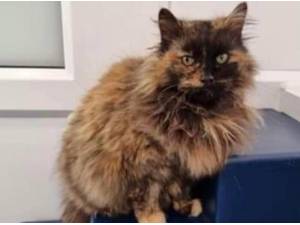 FRANKIE - Domestic Longhair
crossbreed Photo
