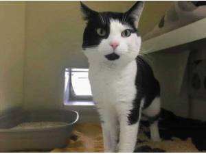 PEDRO - Domestic Shorthair
crossbreed Photo