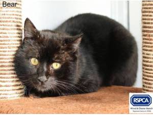 BEAR FIV POSITIVE - Domestic Shorthair
crossbreed Photo