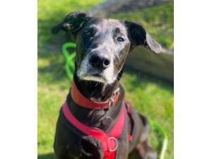 Dillon - Male Lurcher Photo