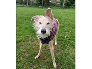 Willow - Female Lurcher Photo