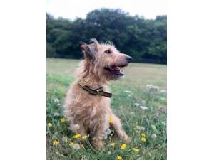 Alfred - Male Terrier Cross Photo