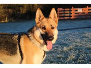 Beau - Female German Shepherd Dog (GSD / Alsatian) Photo