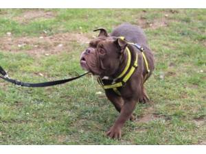 Bentley - Male Bulldog: English Photo