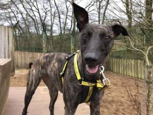 Crumble - Female Lurcher Photo